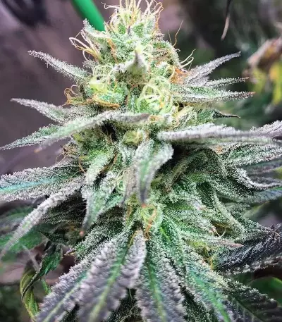 Semi femminizzati Z (Blackskull Seeds)