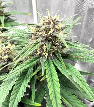 Tropicana Cookies Auto Seeds