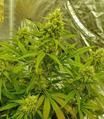 Sementes Feminizadas de Watermelon Z Auto (Barney's Farm)
