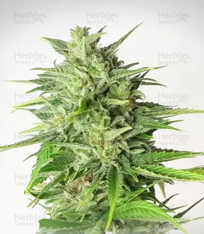 White Widow Automatic feminized seeds
