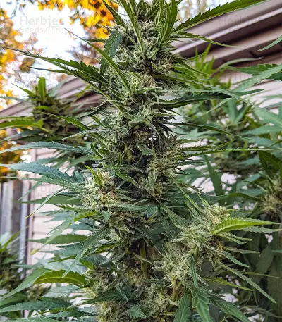 Franco's Lemon Cheese feminized seeds