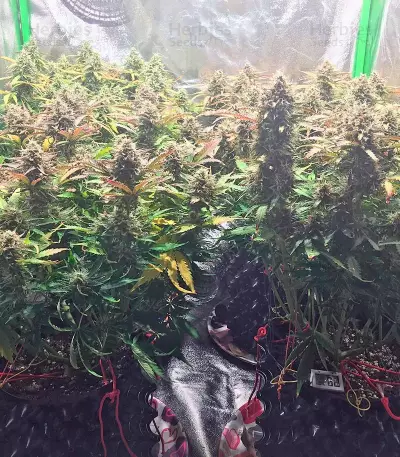 Jack 47 Auto Seeds