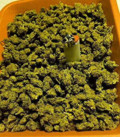 Durban Poison Seeds