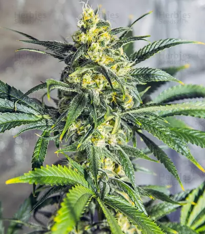 white widow