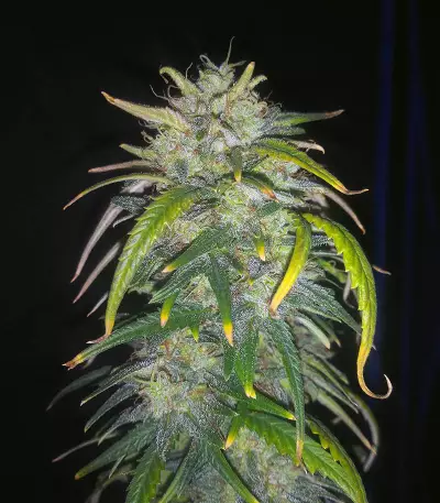 Original Auto AK Seeds