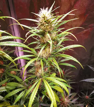 Graines de cannabis Amnesia Bilbo (Genehtik Seeds)