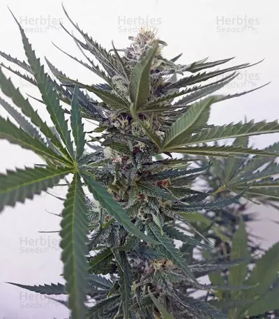 Graines de cannabis Amnesia Haze (Soma Seeds)
