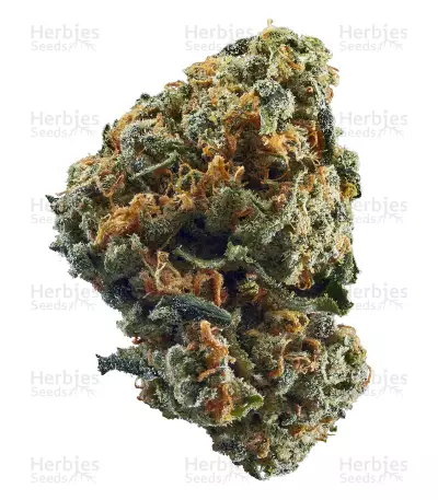 Amnesia OG regular strain