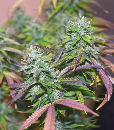 Auto Banana Blaze (Dutch Passion)