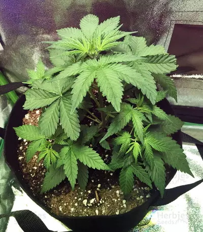 Auto Do-Si-Dos Cookies (00 Seeds)