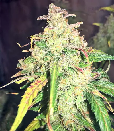 Auto Gorilla OG Seeds