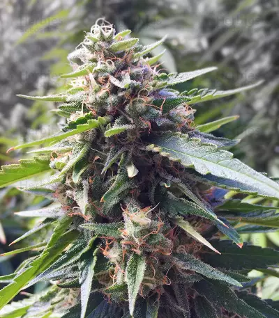 Blue Thunder strain