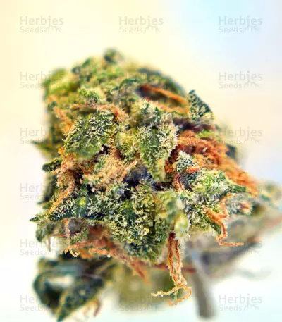 Graines de cannabis Buzz Light Gear (Dr. Krippling Seeds)
