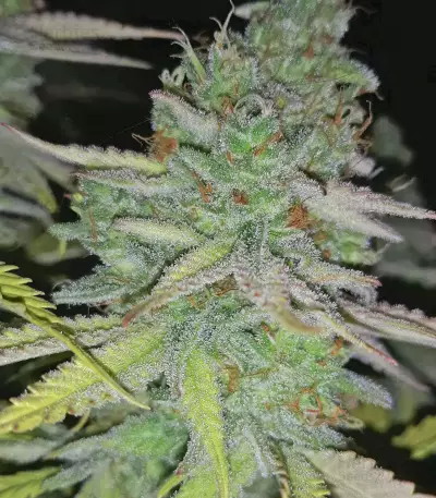 Chocolope Kush feminized seeds