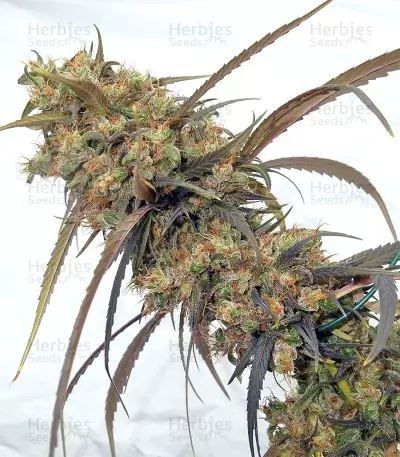 Congo x Kali China Seeds