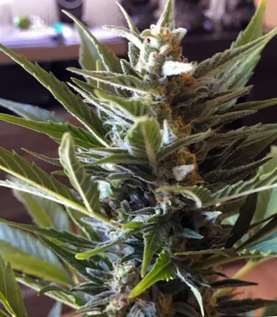 Graines de cannabis Critical 47 Express Auto (Positronics Seeds)