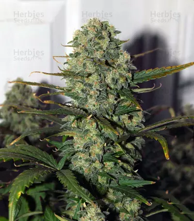 Destroyer Seeds
