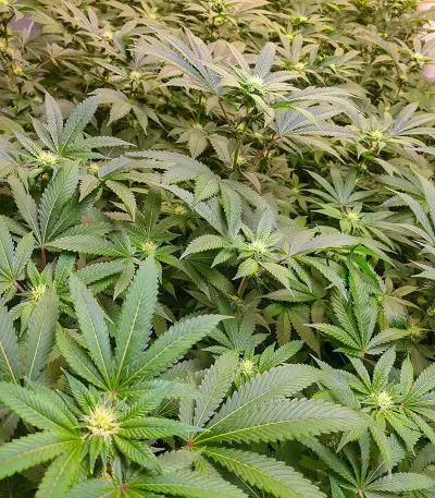 Graines de cannabis Do-Si-Dos (Pyramid Seeds)