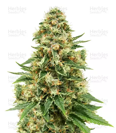 Fruity Pebbles (Tropical Nuggets) feminized seeds