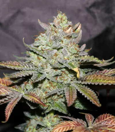 Girl Scout Cookies (Cali Connection Seeds)