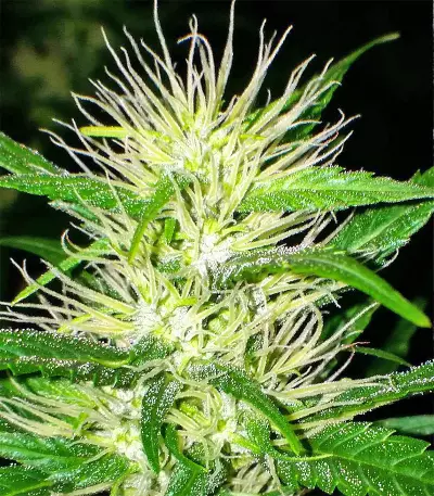 Graines de cannabis Guawi (Ace Seeds)
