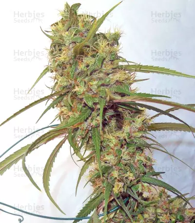 Haze x Kali China (Ace Seeds)