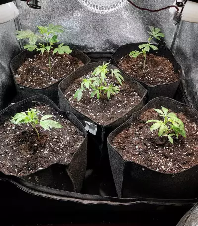 Headbanger Seeds