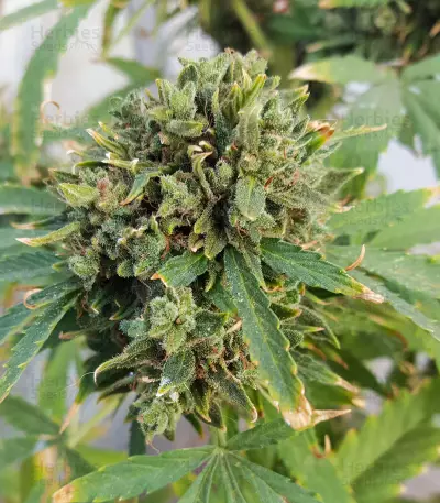 Hindu Kush feminized seeds