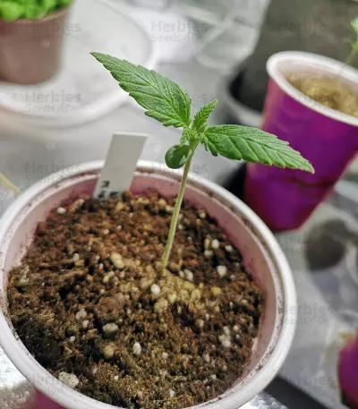 Kritikal Bilbo x AK47 Seeds