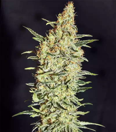 Neville's Haze Seeds