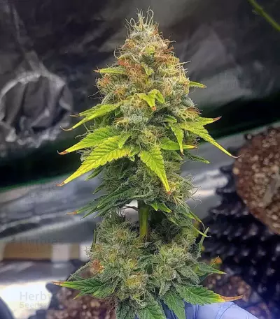 Graines de cannabis OG 13 (G13 Labs)