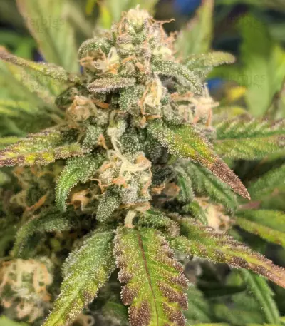 Original Auto BubbleGum Seeds