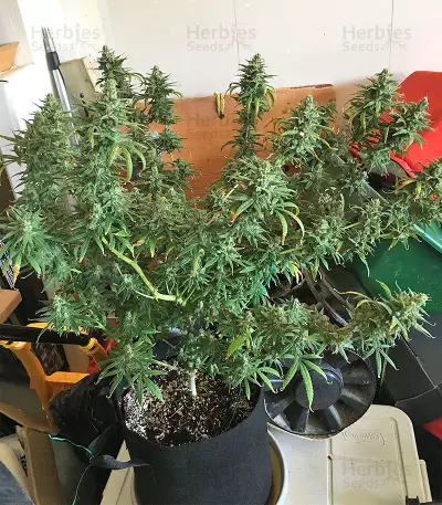 Pakistan Chitral Kush Seeds
