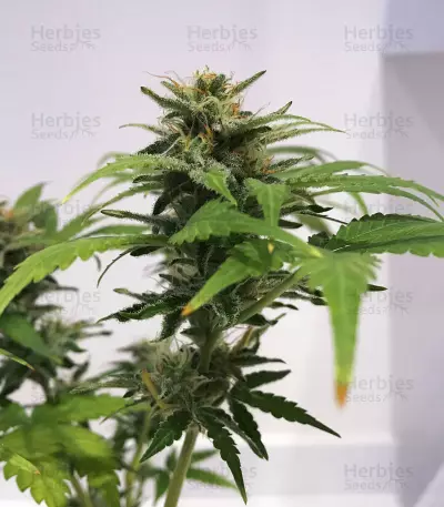 Skunk #1 feminized seeds (Sensi Seeds)
