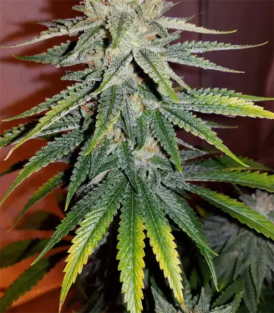 Semi femminizzati Skywalker Kush