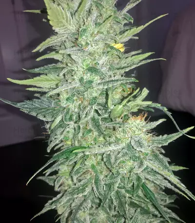 South Mountain Cheese seeds