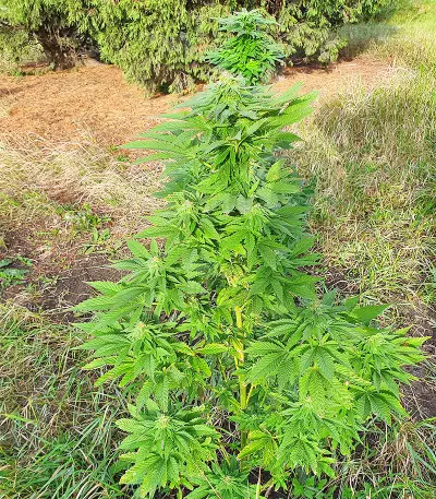 Super Skunk Autoflower (Seedstockers)