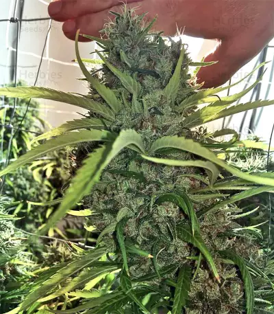 Zamaldelica Regular seeds