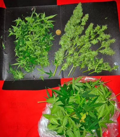 Auto-Bomb strain