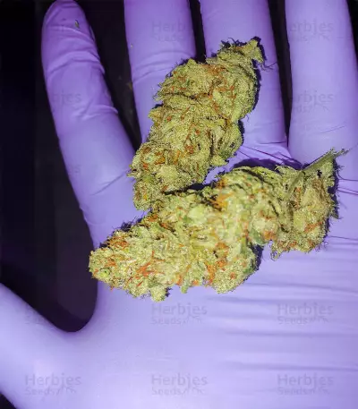 Banana Bomb Seeds