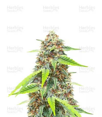 Chemdog #4 Feminized Seeds (Herbies Seeds USA)