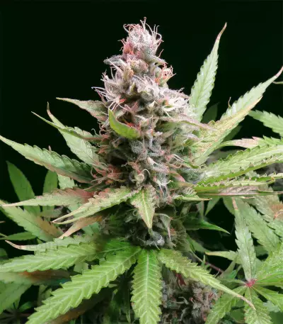 Critical Sour Seeds