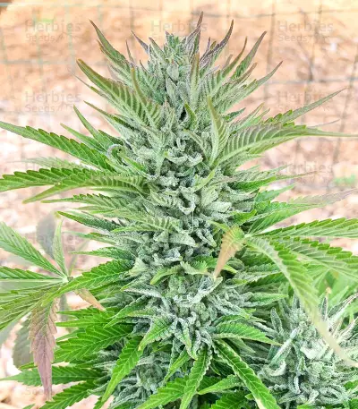 Freeze Berry Auto Seeds