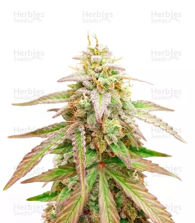 Gelato x Girl Scout Cookies Feminized Seeds (Herbies Seeds USA)