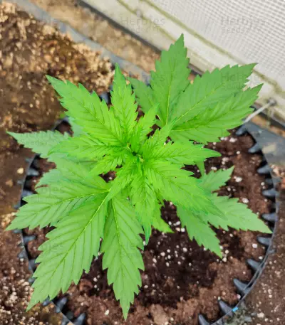 Semillas Feminizadas Gorilla Girl XL Auto (Sweet Seeds)