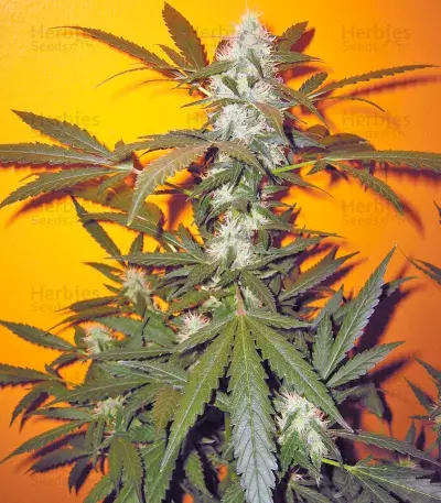 Jack 47 Seeds