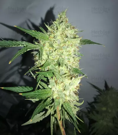 Mango Chutney Seeds