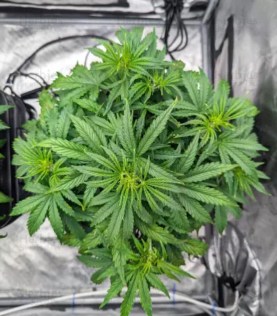 Purple Haze Autoflower (Herbies Seeds)