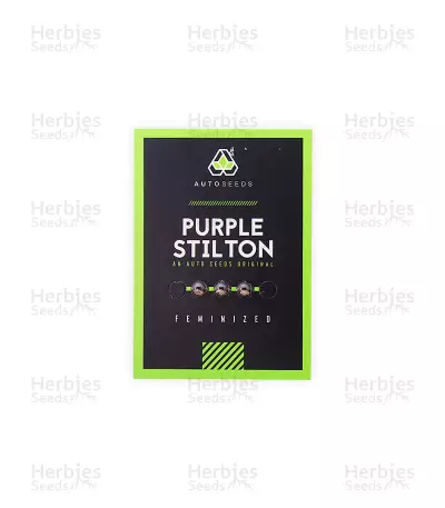 Graines de cannabis Purple Stilton Auto (Auto Seeds)