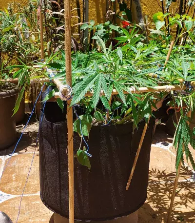 Red Hot Cookies Seeds (Sweet Seeds)